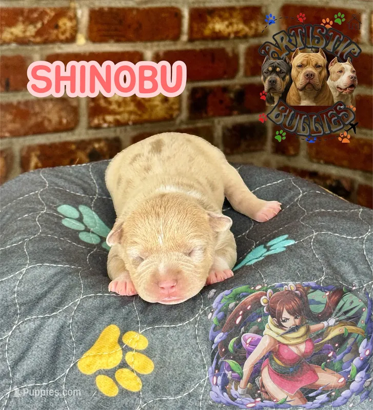 SHINOBU – American Bully puppy for sale in Bakersfield, CA