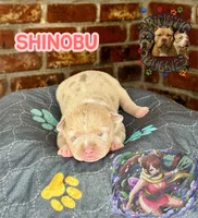 SHINOBU, a female American Bully for sale in Bakersfield, CA – 1 of 5