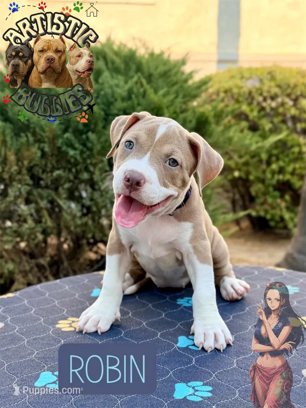 ROBIN – American Bully puppy for sale in Bakersfield, CA