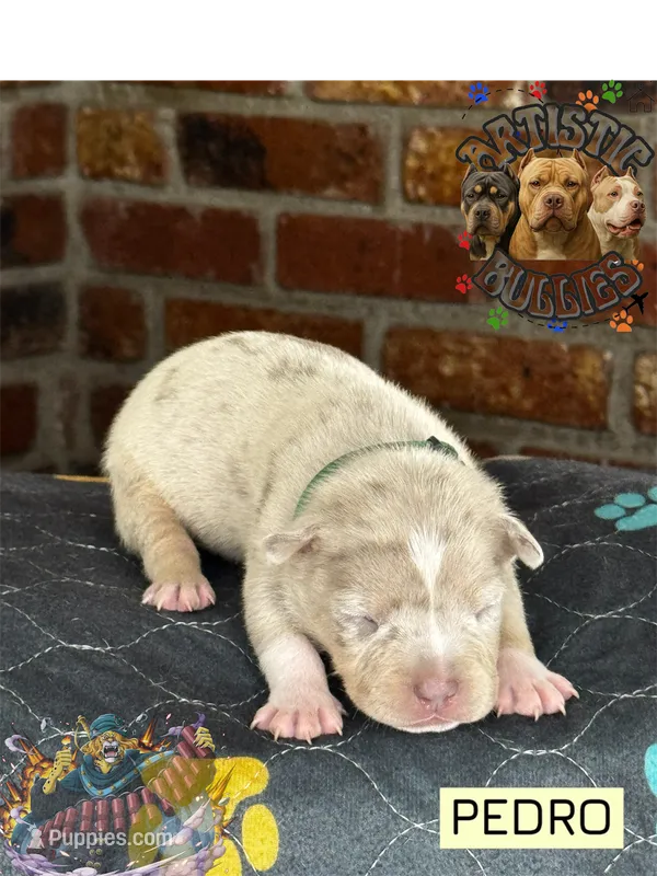 PEDRO – American Bully puppy for sale in Bakersfield, CA