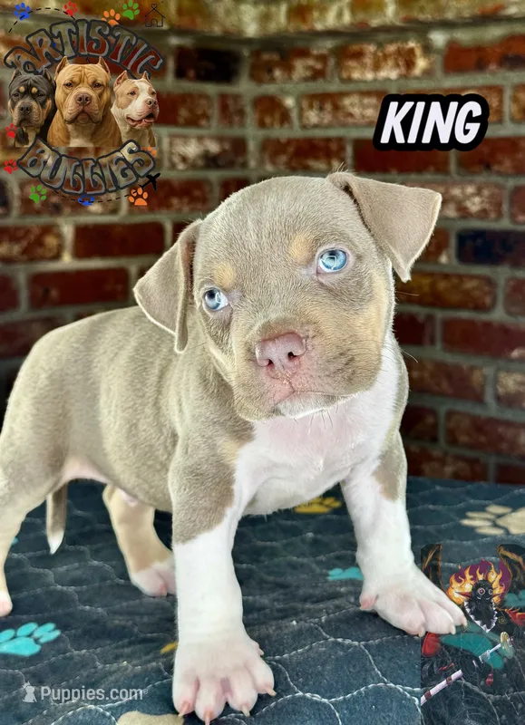 KING – American Bully puppy for sale in Bakersfield, CA