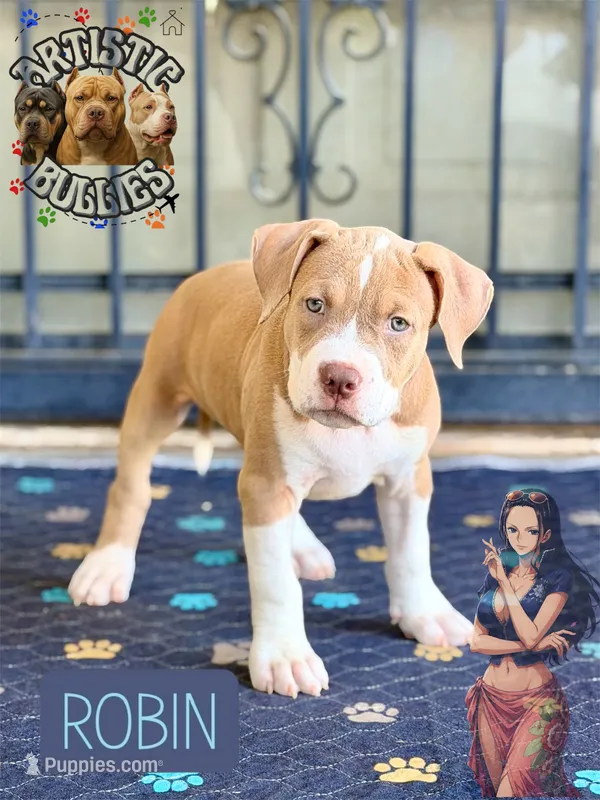 ROBIN – American Bully puppy for sale in Bakersfield, CA
