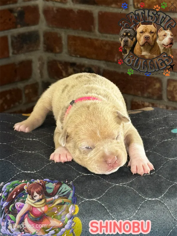SHINOBU – American Bully puppy on hold in Bakersfield, CA