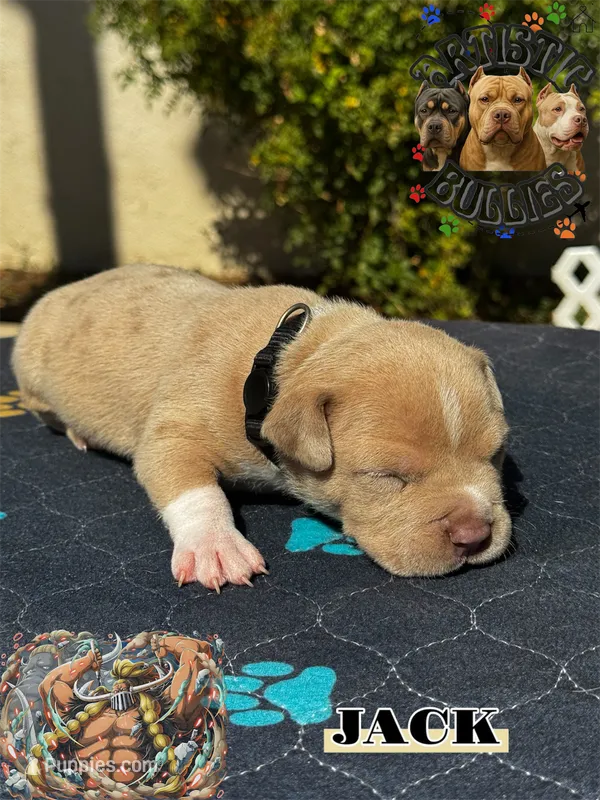 JACK – American Bully puppy for sale in Bakersfield, CA