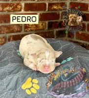 PEDRO, a male American Bully for sale in Bakersfield, CA – 1 of 5
