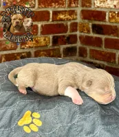 KING, a male American Bully for sale in Bakersfield, CA – 2 of 5
