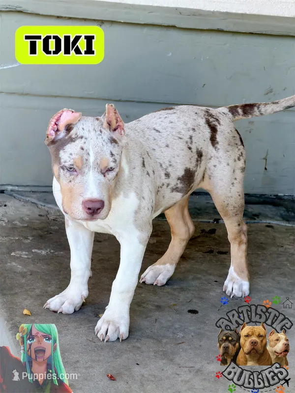 TOKI – American Bully puppy for sale in Bakersfield, CA