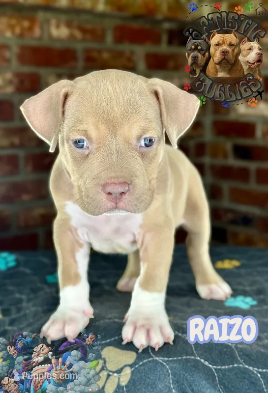 RAIZO – American Bully puppy for sale in Bakersfield, CA