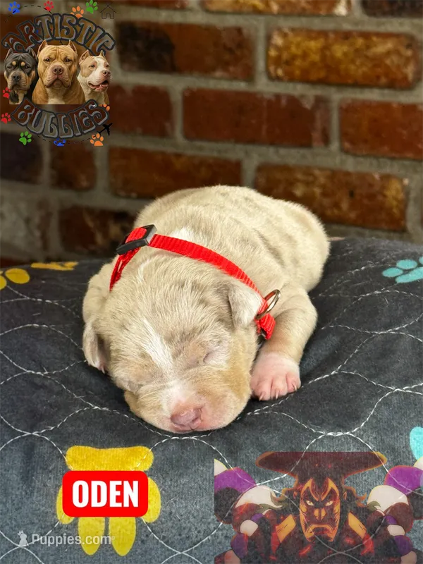 ODEN – American Bully puppy for sale in Bakersfield, CA