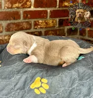 KING, a male American Bully for sale in Bakersfield, CA – 3 of 5