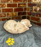 ODEN, a male American Bully for sale in Bakersfield, CA – 4 of 5