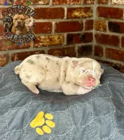 PEDRO, a male American Bully for sale in Bakersfield, CA – 2 of 5