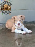 ROBIN, a female American Bully for sale in Bakersfield, CA – 3 of 4