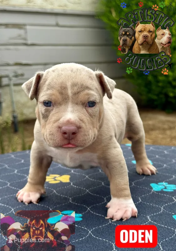 ODEN – American Bully puppy for sale in Bakersfield, CA