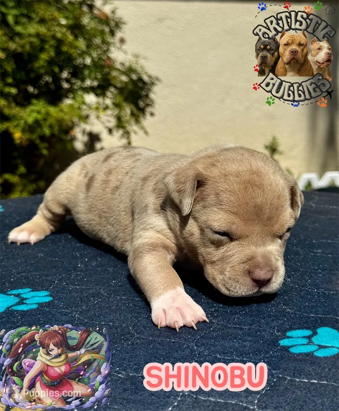 SHINOBU – American Bully puppy for sale in Bakersfield, CA