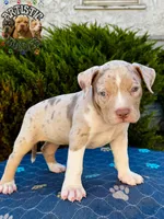 TOKI, a female American Bully for sale in Bakersfield, CA – 4 of 5