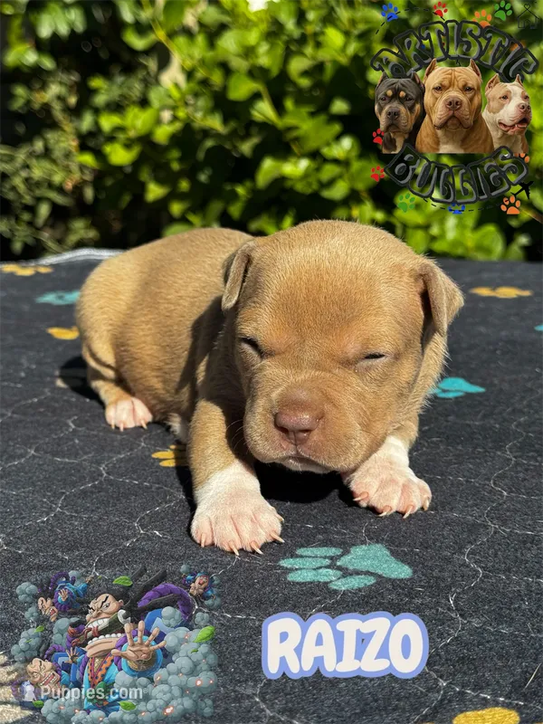 RAIZO – American Bully puppy for sale in Bakersfield, CA