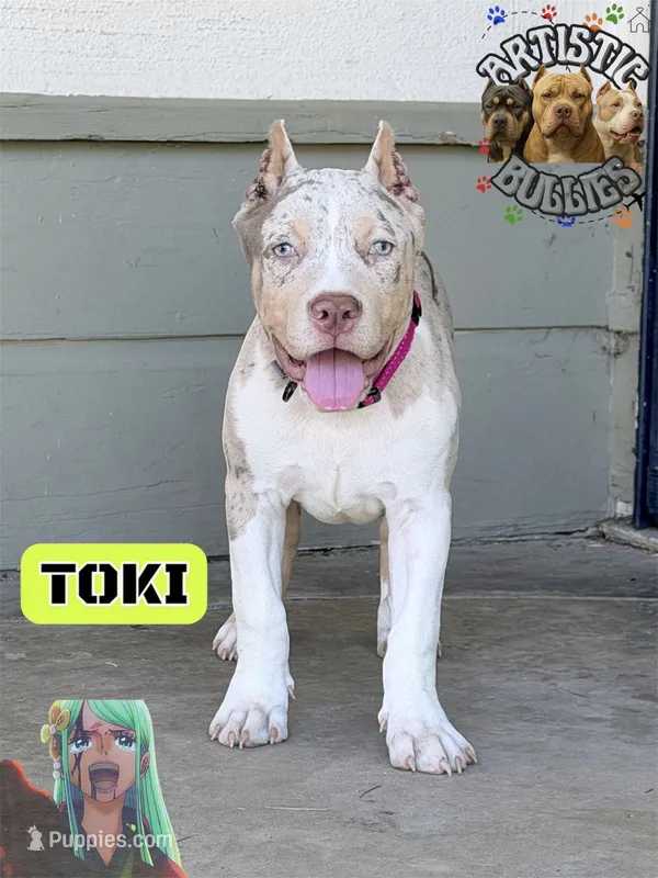 TOKI – American Bully puppy for sale in Bakersfield, CA