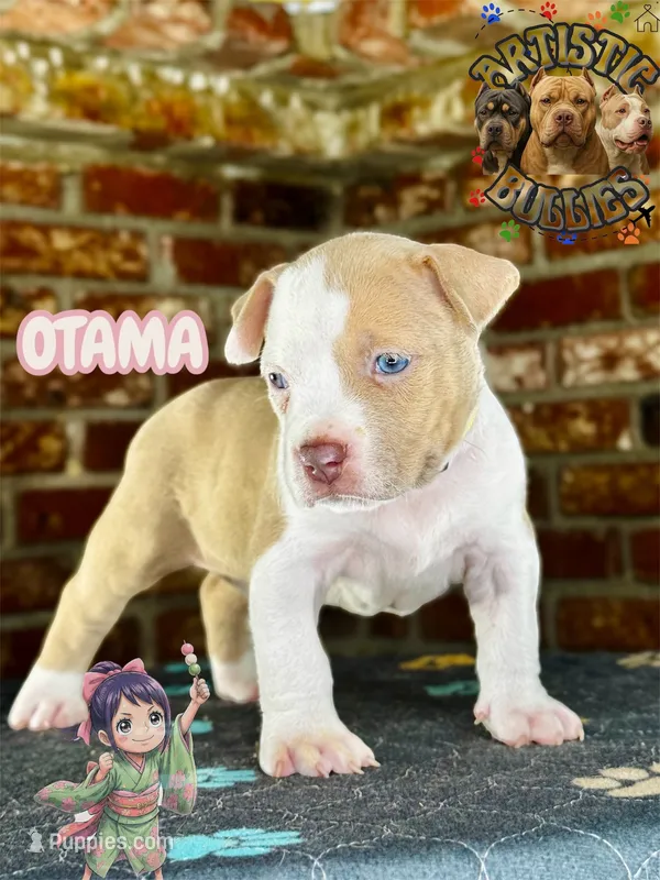 OTAMA – American Bully puppy for sale in Bakersfield, CA