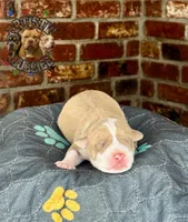 ROBIN, a female American Bully for sale in Bakersfield, CA – 2 of 5