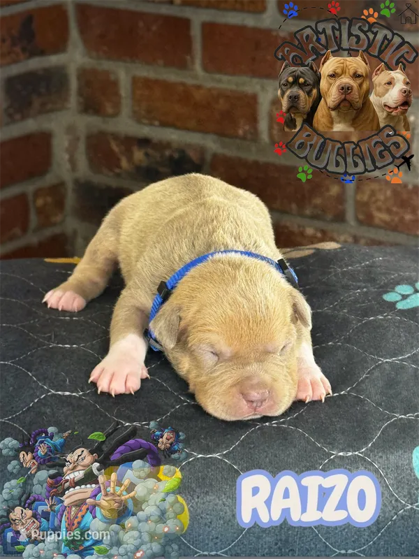 RAIZO – American Bully puppy for sale in Bakersfield, CA