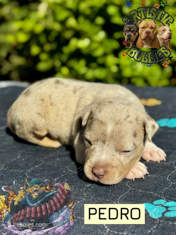 PEDRO – American Bully puppy for sale in Bakersfield, CA