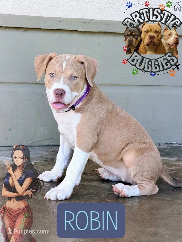 ROBIN – American Bully puppy for sale in Bakersfield, CA