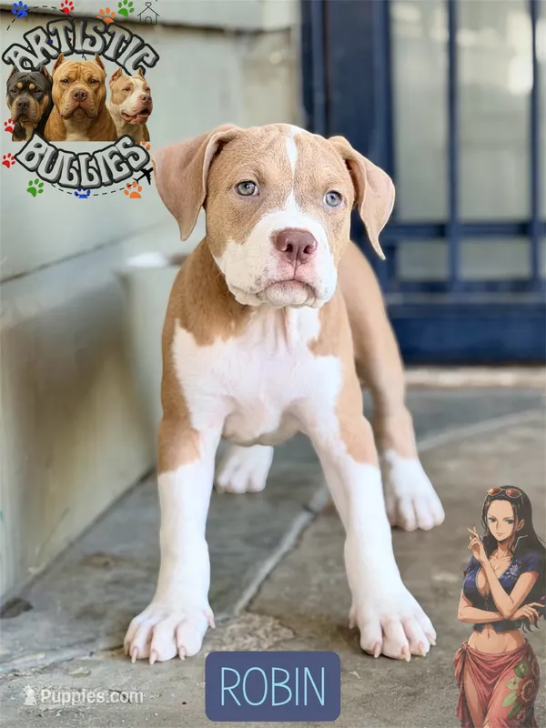 ROBIN – American Bully puppy for sale in Bakersfield, CA