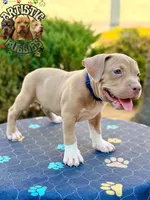 RAIZO, a male American Bully for sale in Bakersfield, CA – 2 of 5