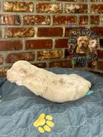 JACK, a male American Bully for sale in Bakersfield, CA – 4 of 5