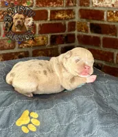 SHINOBU, a female American Bully for sale in Bakersfield, CA – 2 of 5