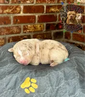 ODEN, a male American Bully for sale in Bakersfield, CA – 2 of 5