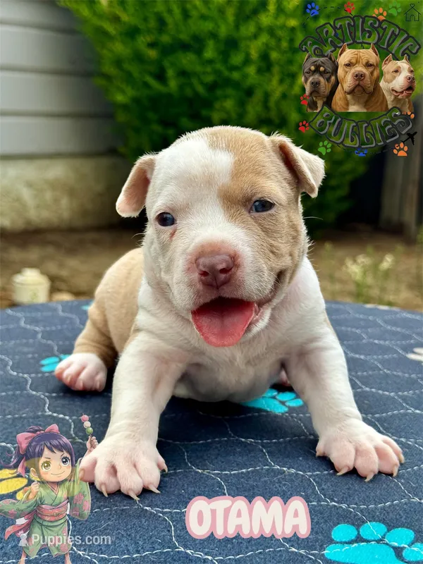 OTAMA – American Bully puppy for sale in Bakersfield, CA