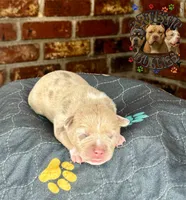 SHINOBU, a female American Bully for sale in Bakersfield, CA – 4 of 5