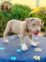 RAIZO, a male American Bully for sale in Bakersfield, CA – 3 of 5