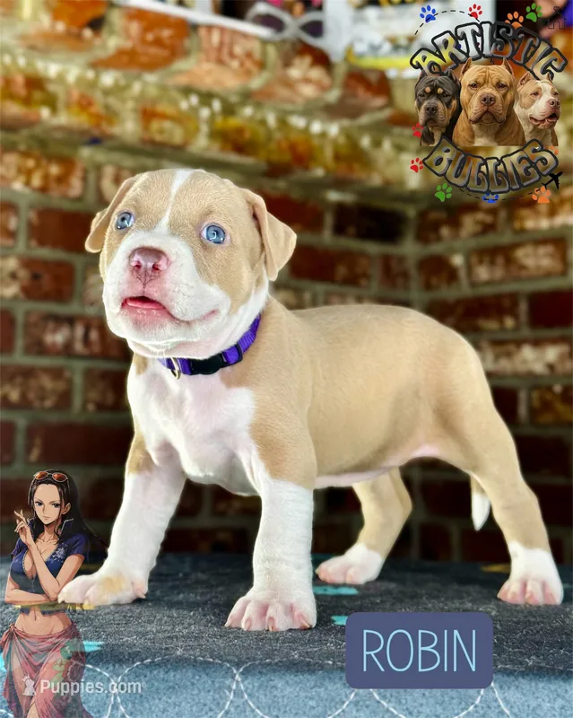 ROBIN – American Bully puppy for sale in Bakersfield, CA
