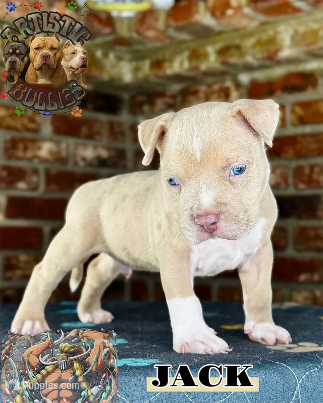 JACK – American Bully puppy for sale in Bakersfield, CA