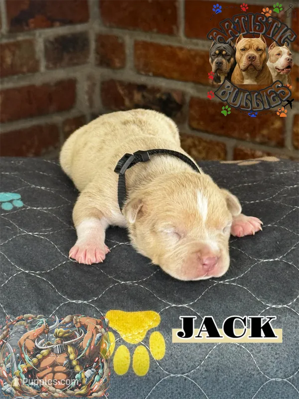 JACK – American Bully puppy for sale in Bakersfield, CA