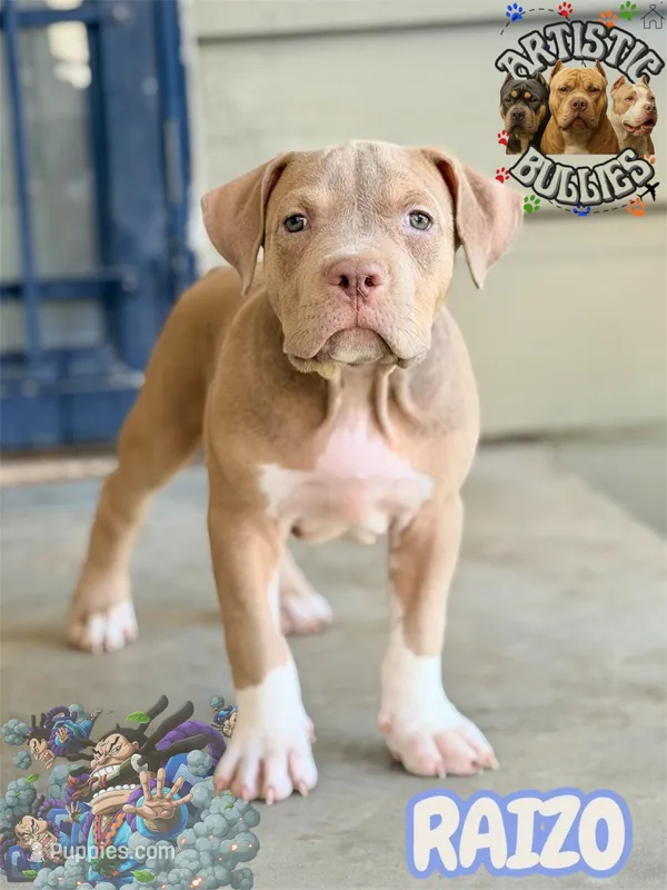 RAIZO – American Bully puppy for sale in Bakersfield, CA