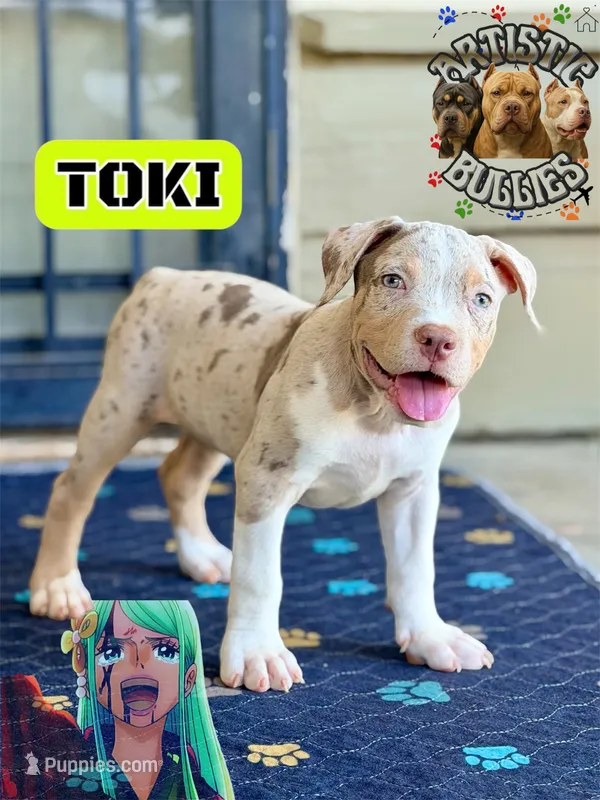 TOKI – American Bully puppy for sale in Bakersfield, CA