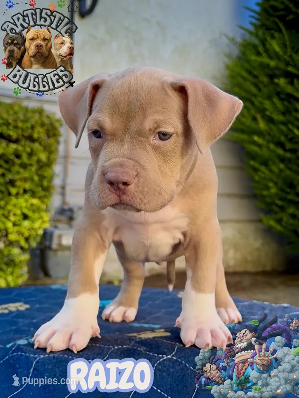 RAIZO – American Bully puppy for sale in Bakersfield, CA