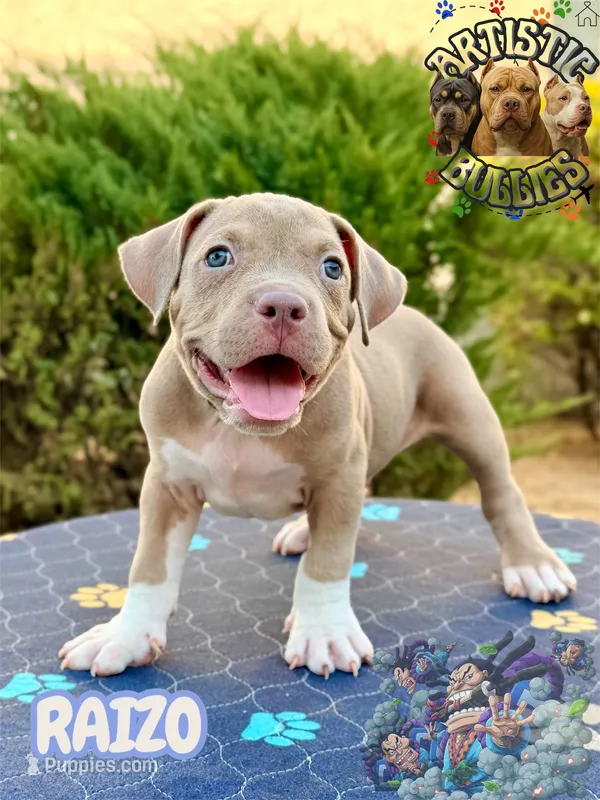 RAIZO – American Bully puppy for sale in Bakersfield, CA