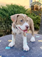 ROBIN, a female American Bully for sale in Bakersfield, CA – 3 of 5