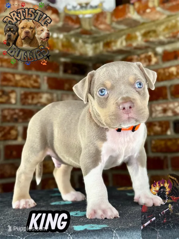 KING – American Bully puppy for sale in Bakersfield, CA