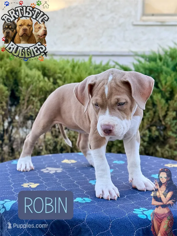 ROBIN – American Bully puppy for sale in Bakersfield, CA