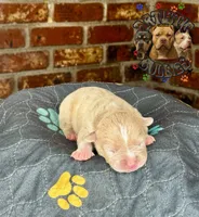 JACK, a male American Bully for sale in Bakersfield, CA – 2 of 5
