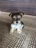 Roxie, a female Yorkshire Terrier for sale in Houston, TX – Photo 4 of 4