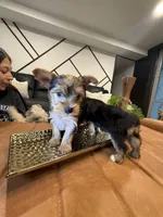 Roxie, a female Yorkshire Terrier for sale in Houston, TX – Photo 3 of 4