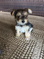 Roxie, a female Yorkshire Terrier for sale in Houston, TX – Photo 2 of 4