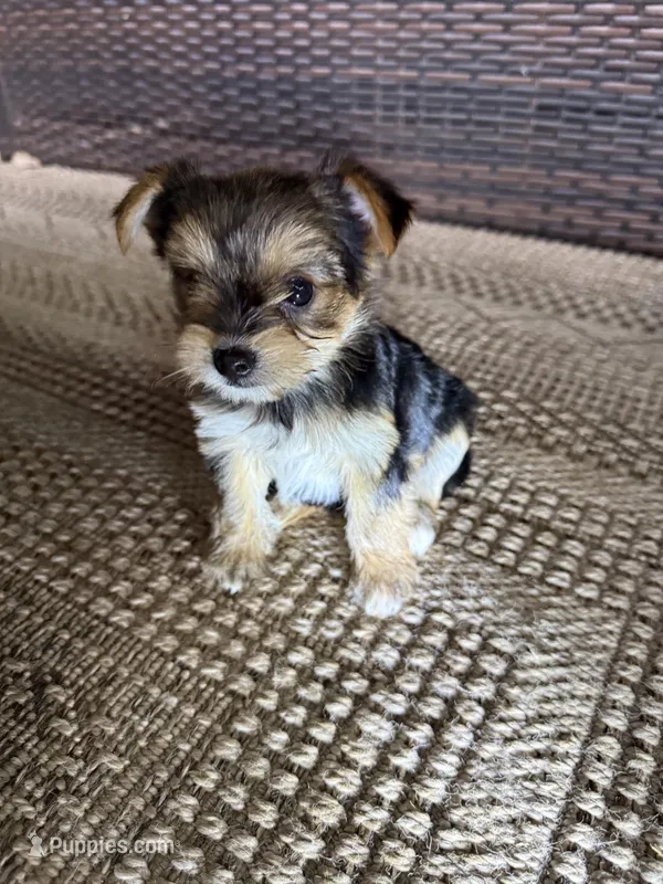 Roxie – Yorkshire Terrier puppy for sale in Houston, TX